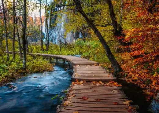 Autumnal Forest Path 1000pcs