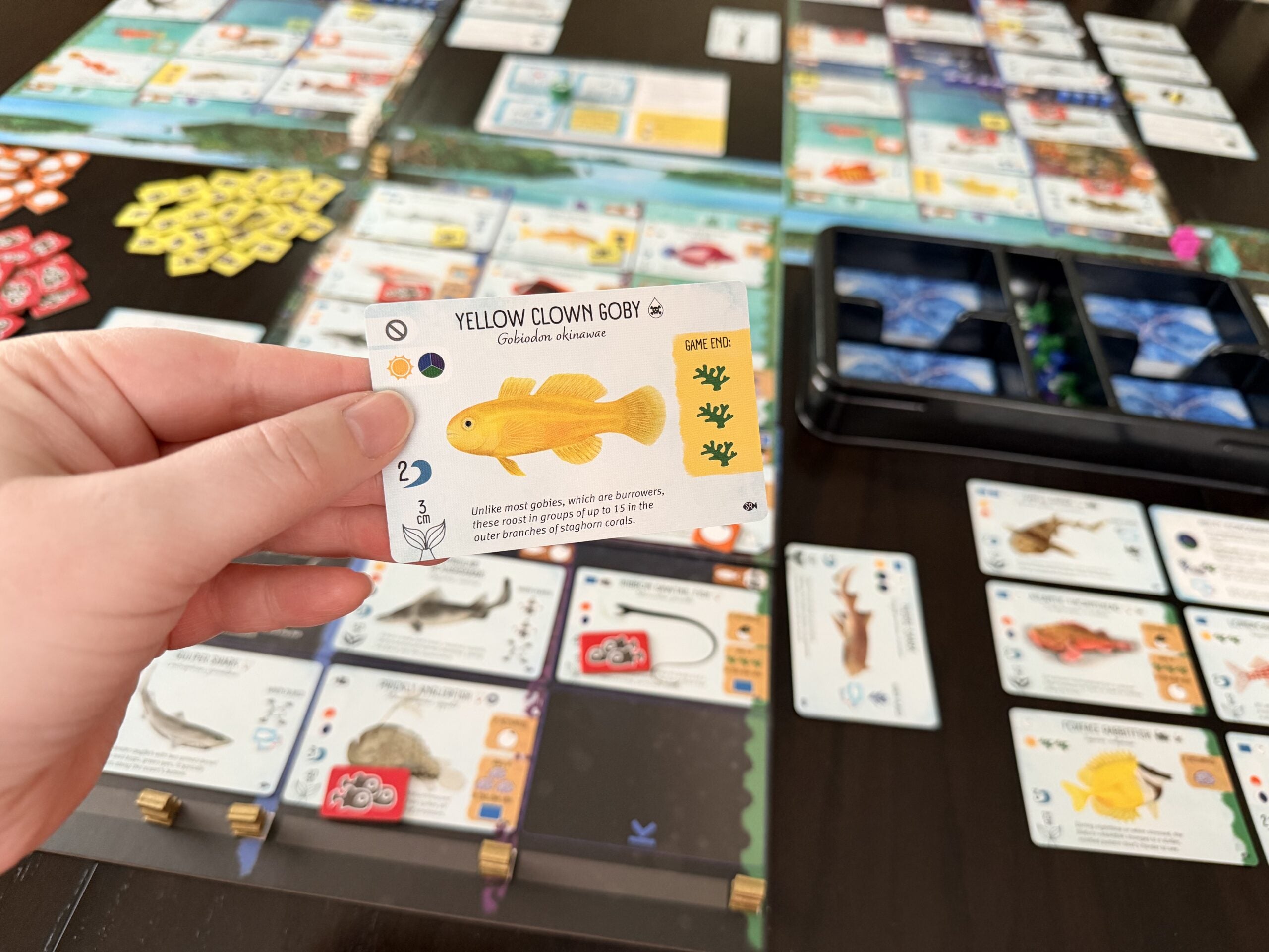 Finspan: Sharks & Reefs Expansion **Pre-Order**