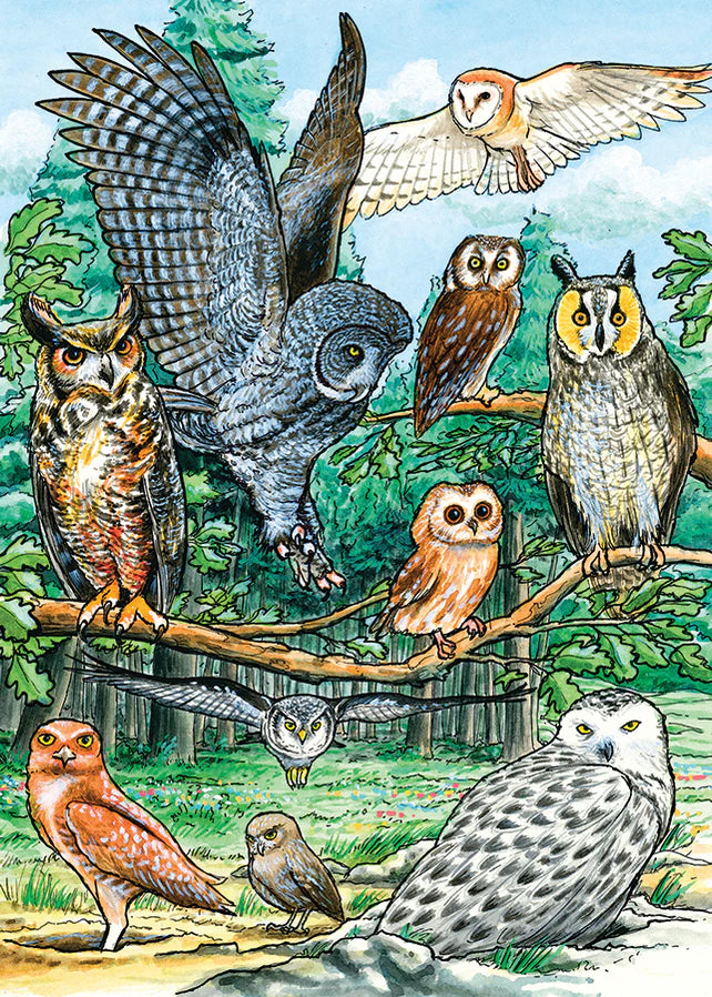 North American Owls (tray)