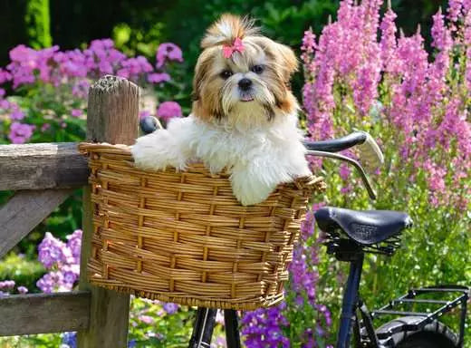 Sweet Little Dog 100pcs XL