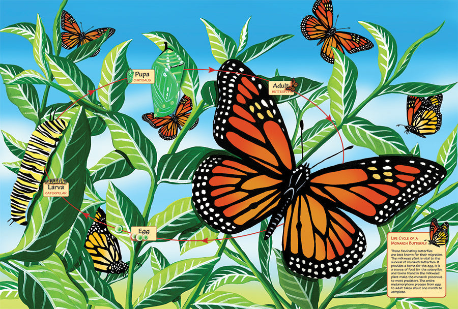 Life Cycle of a Monarch Butterfly